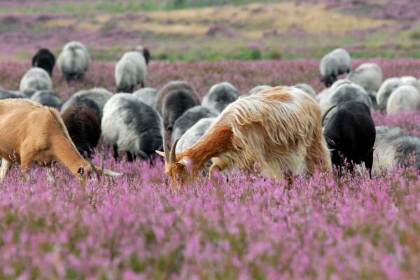 Heidegebiet Senne mit Heidschnucken © Franz Hasse